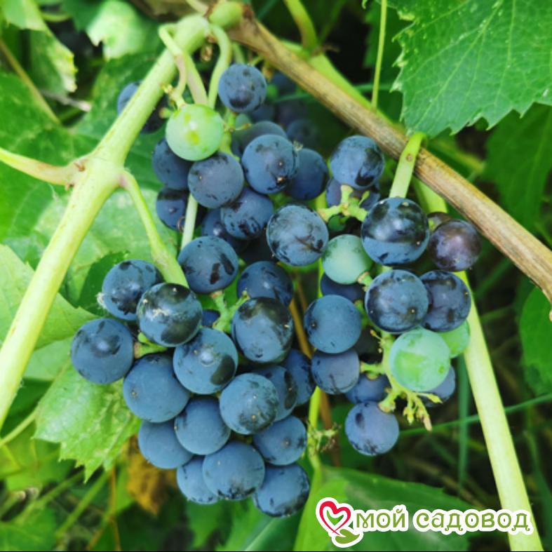 Виноград плодовый Вэлиант