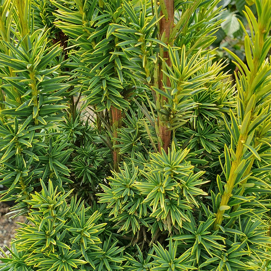 Тис ягодный Фастигиата Ауреа