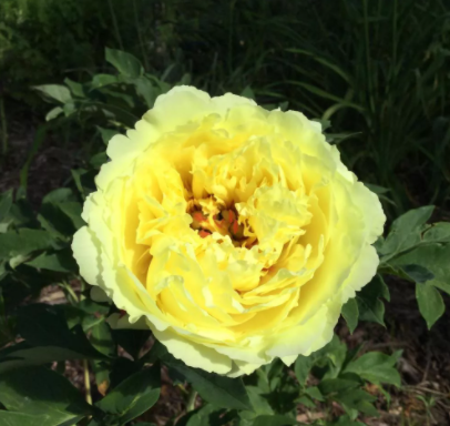 Пион Сонома Хало