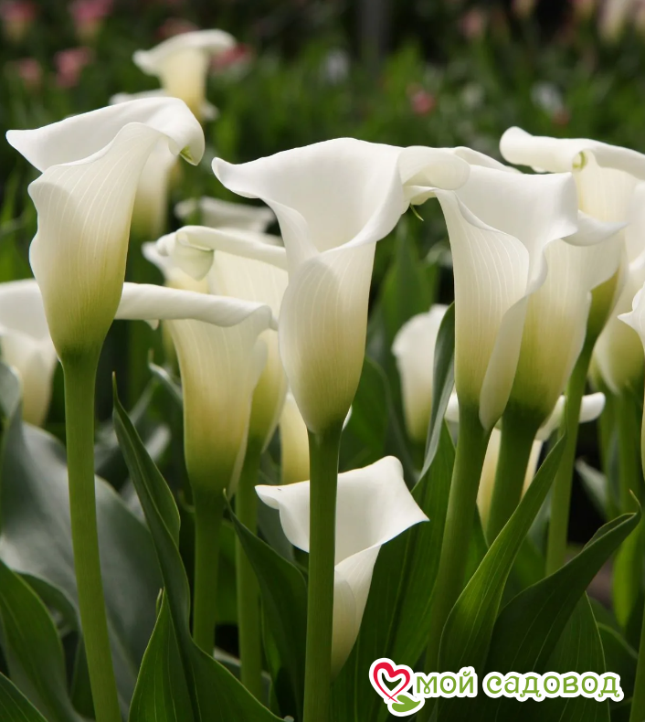 Калла Кристал Клиэр