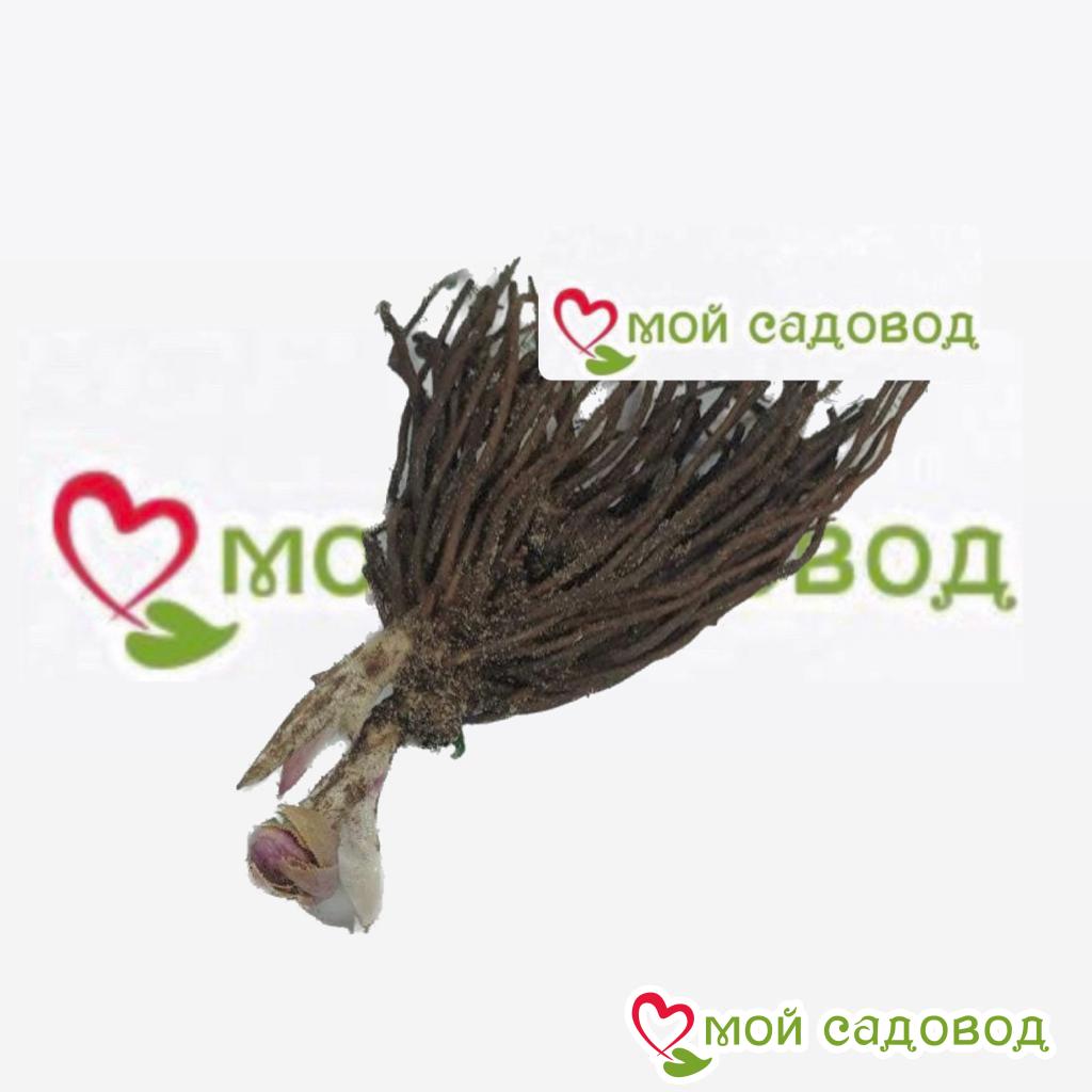 Хоста Рэд Эйнджл